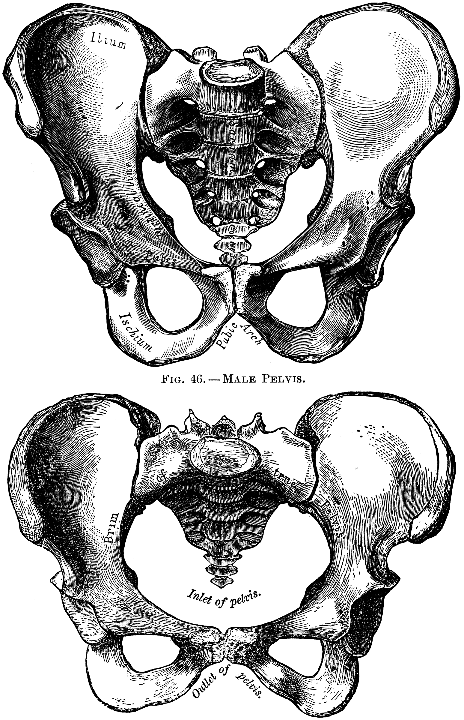 Human Pelvis, Male and Female | ClipArt ETC