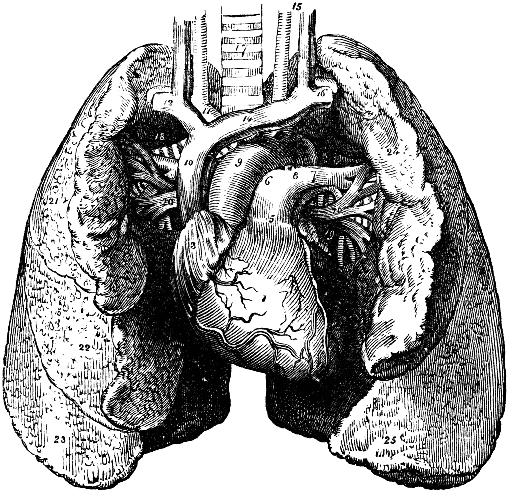 Heart and Lungs | ClipArt ETC