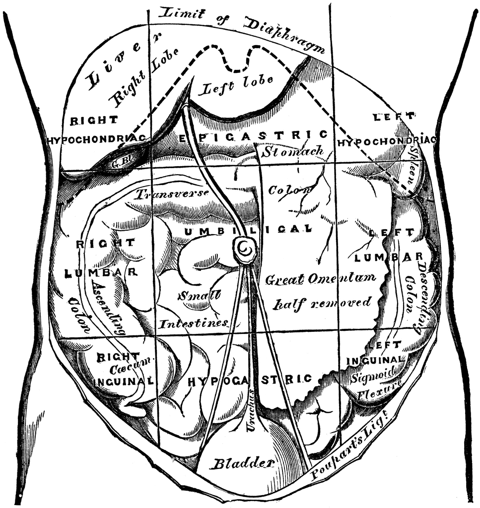 Regions of the Abdomen and their Contents | ClipArt ETC