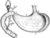 Vertical and Longitudinal Section of Stomach, Gall-Bladder, and Duodenum