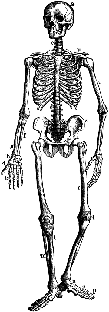 clipart human bones - photo #22