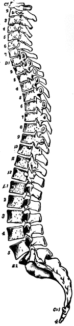 Spinal Column Clipart Etc
