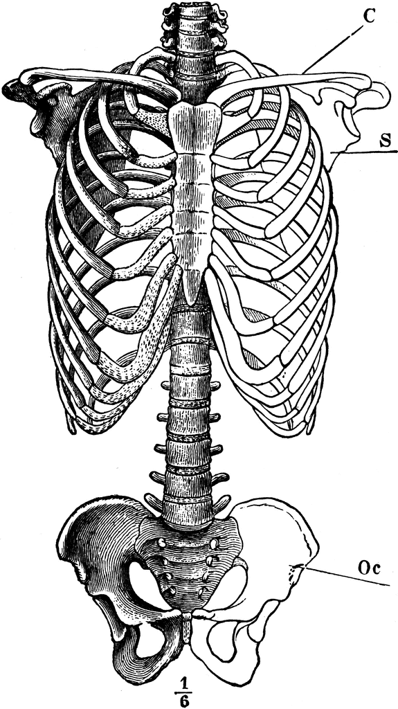 Skeleton of Trunk | ClipArt ETC