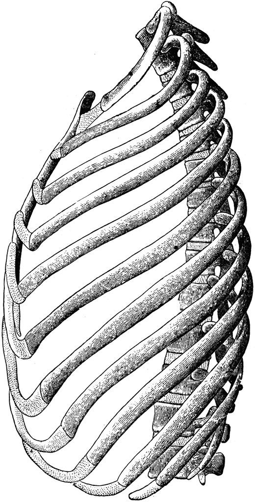 human ribs clipart - photo #39
