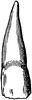 Incisor Tooth