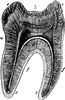 Molar Tooth