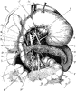 The Stomach, Pancreas, Liver, and Duodenum