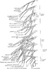 Cervical and Brachial Plexuses (Nerves)