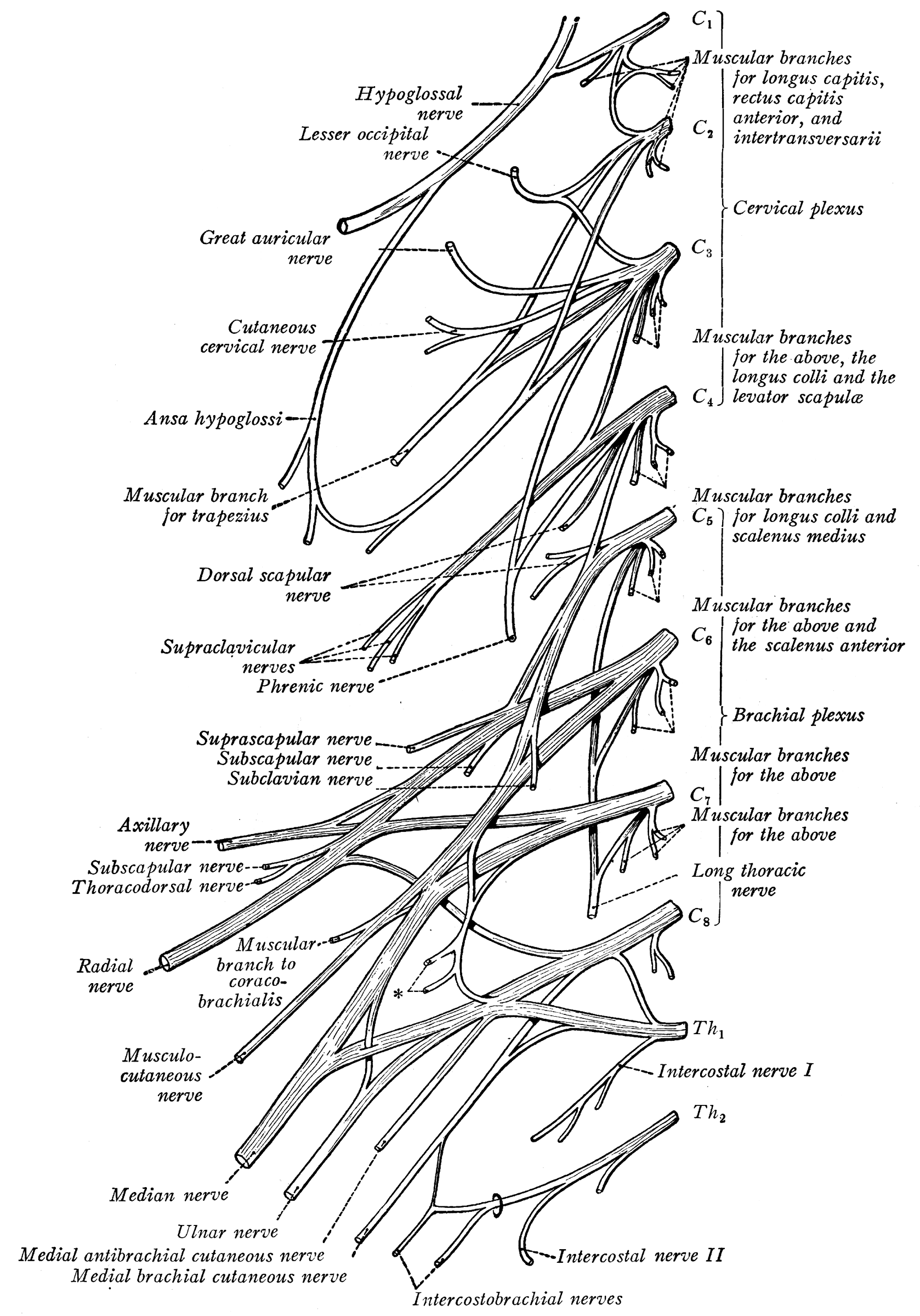 Lumbosacral Plexus (Nerves) | ClipArt ETC