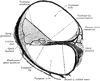 Cochlea of the Ear