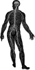 Diagram of the Nervous System