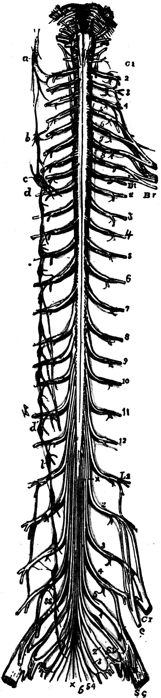 Spinal Cord | ClipArt ETC