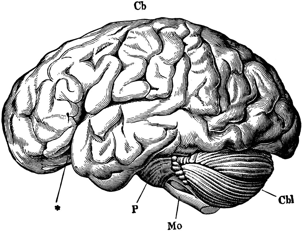 clipart of brain - photo #46