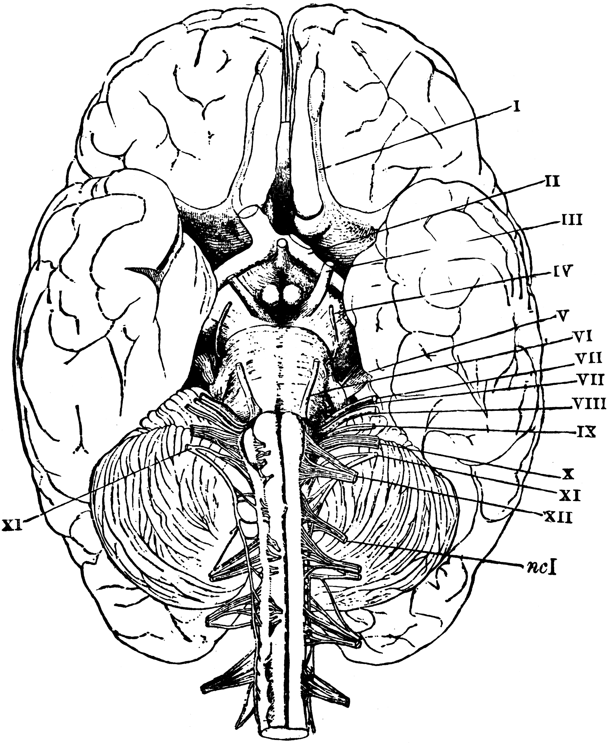 The Base of the Brain ClipArt ETC