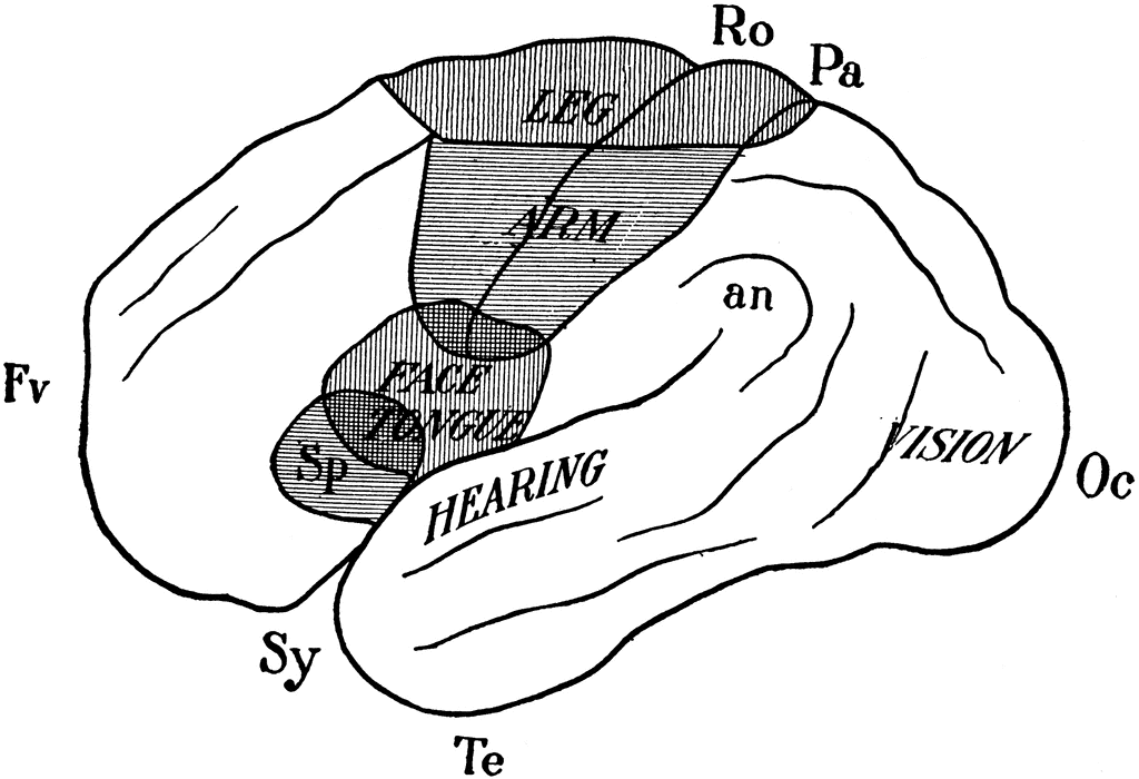 Cerebral Hemisphere Showing Localization of Function