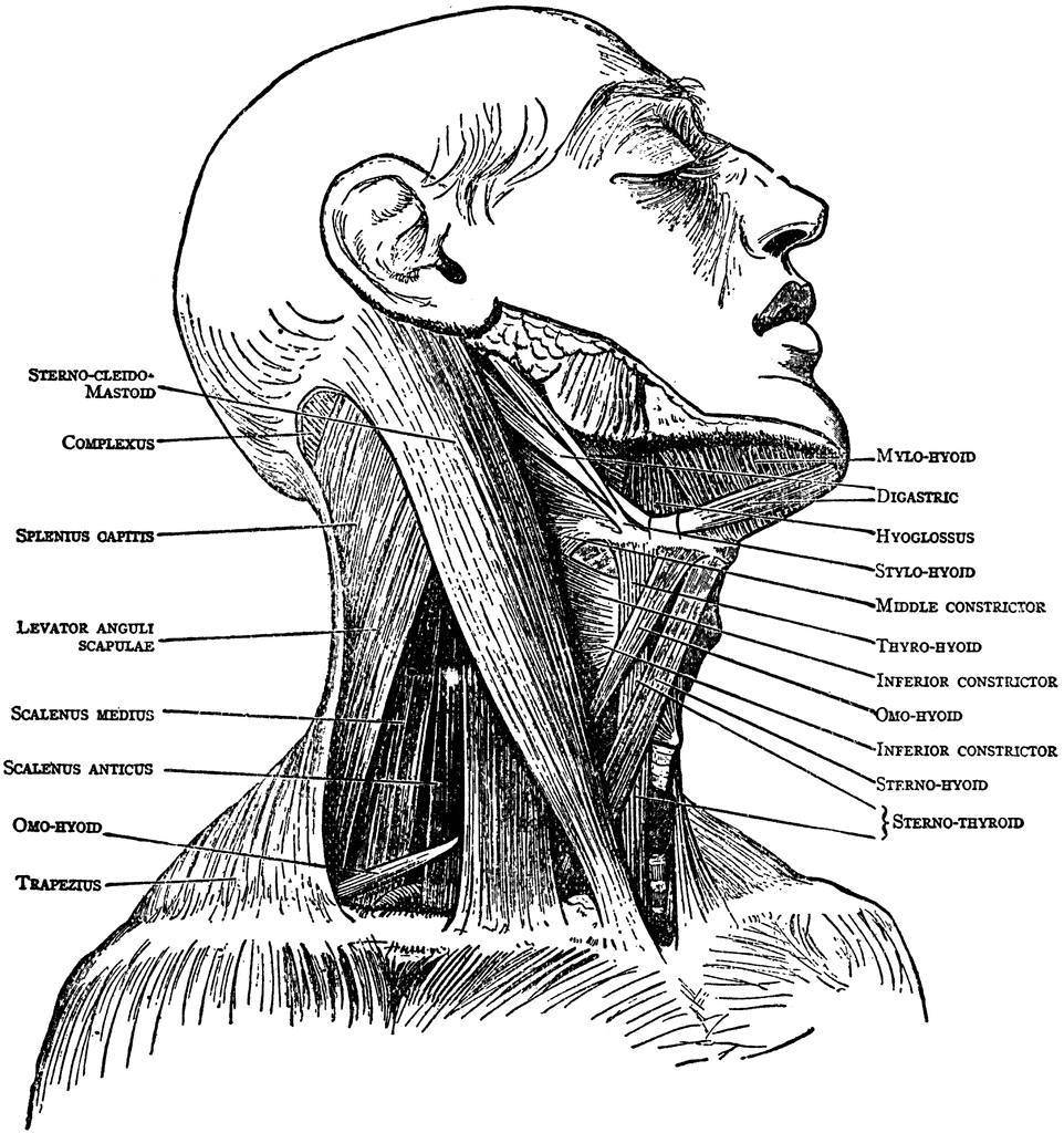 Neck Muscles Clipart