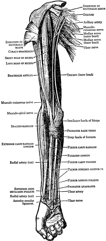 muscles of arm. Muscles on the Front of the
