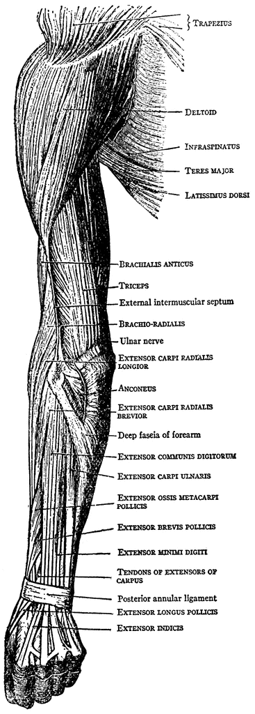muscles of arm. Muscles on the Back of the Arm