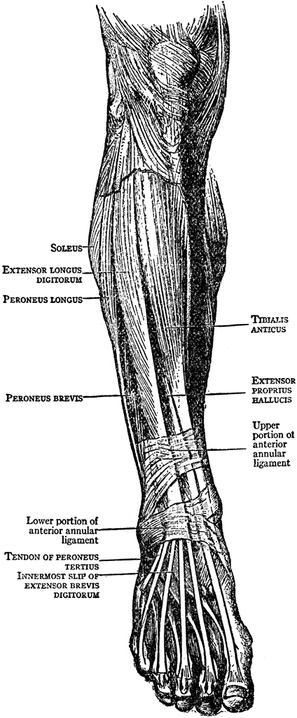 Tattoos On Calf Muscle. Muscles of the Leg and Foot