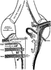 Cranial Nerves