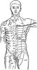 Cutaneous Nerves