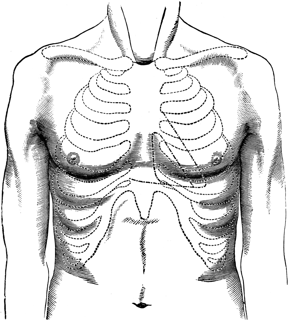 Surface of Normal Chest | ClipArt ETC