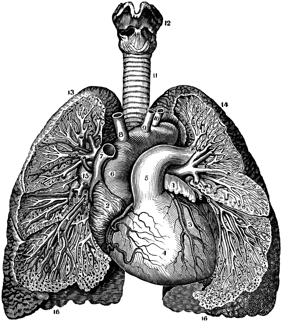 Relative Position of the Heart and Lungs | ClipArt ETC