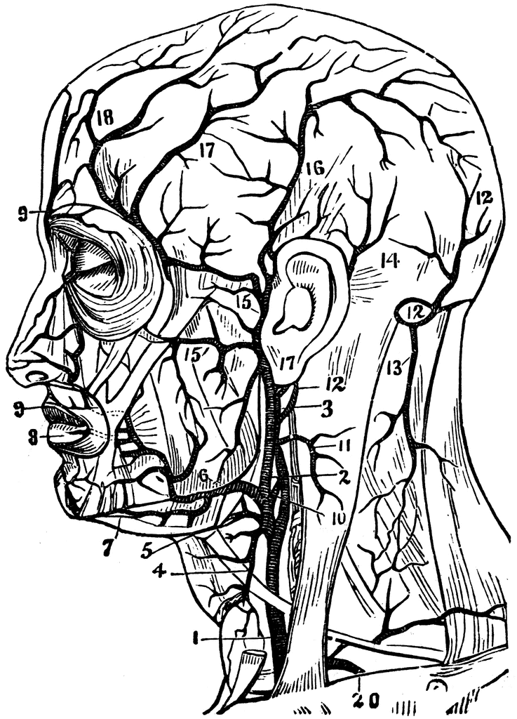 Arteries of the Head and Neck. To use any of the clipart images above 