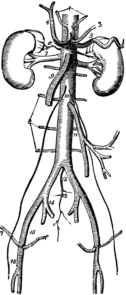 Pictures Of Arteries. arteries in neck diagram.