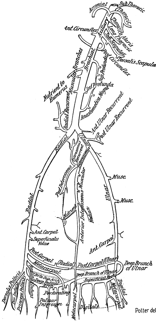 arteries of body diagram. major arteries of the ody diagram