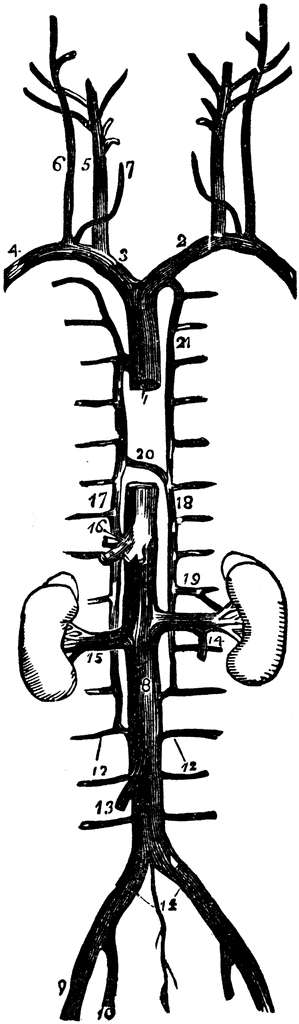 thorax veins