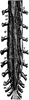 The Spinal Nerves