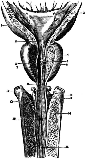 The Male Urethra | ClipArt ETC