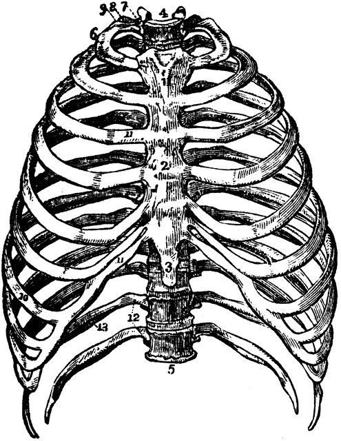 human ribs clipart - photo #25