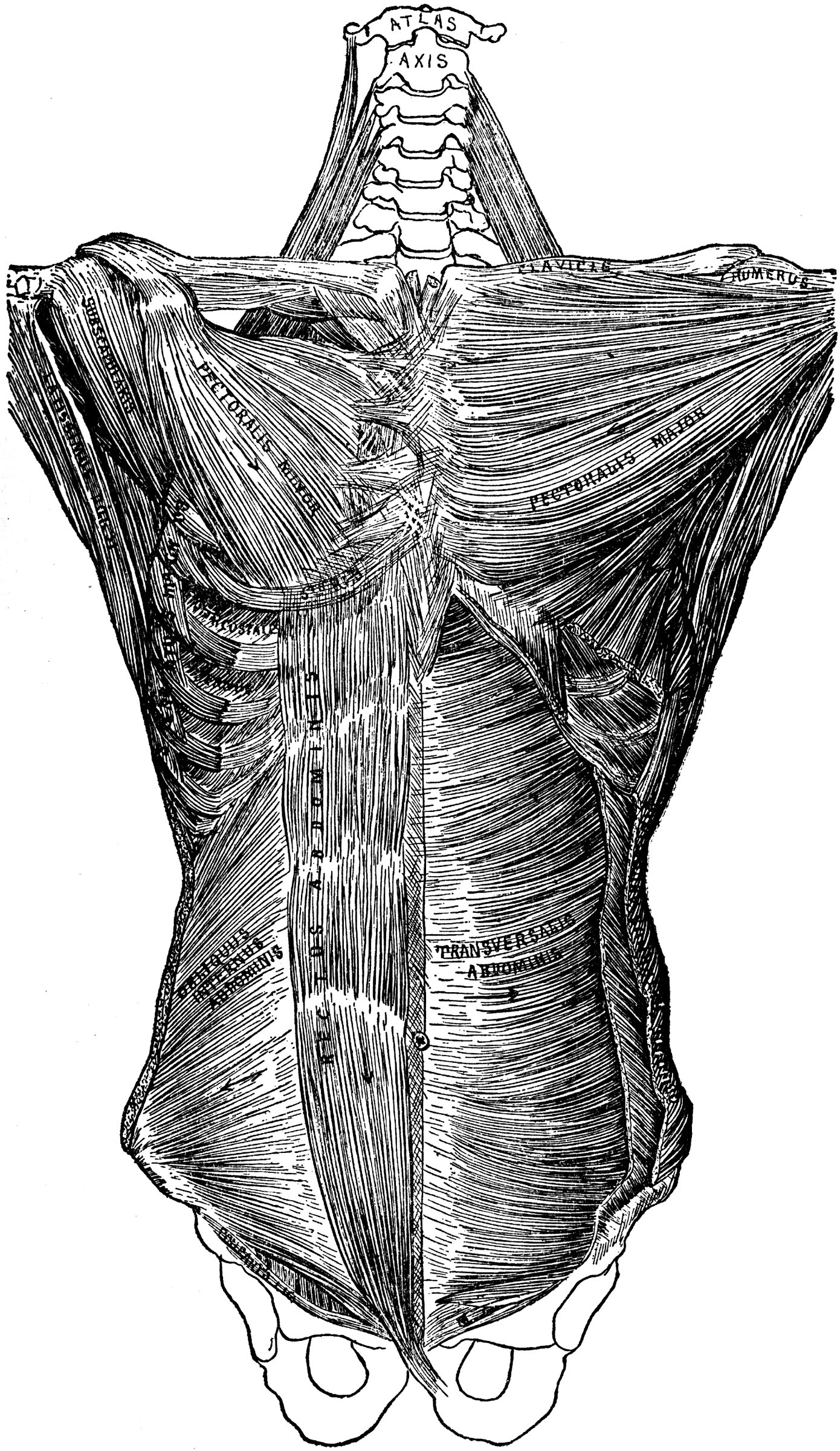 Deep Muscles of the Trunk of the Body | ClipArt ETC