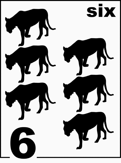 English Florida Panther Counting Card 6