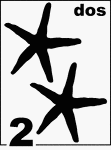 Spanish Counting Card featuring illustrations of two Starfishes.
