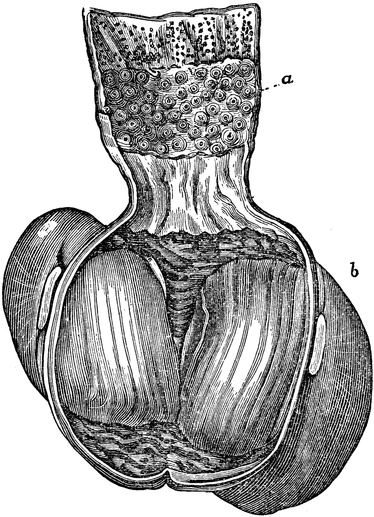 Stomach of a Bird ClipArt ETC