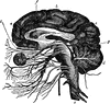 The Brain