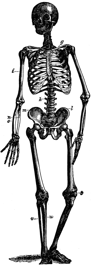 clipart human bones - photo #21
