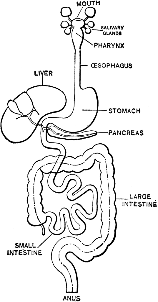 Digestive System | ClipArt ETC