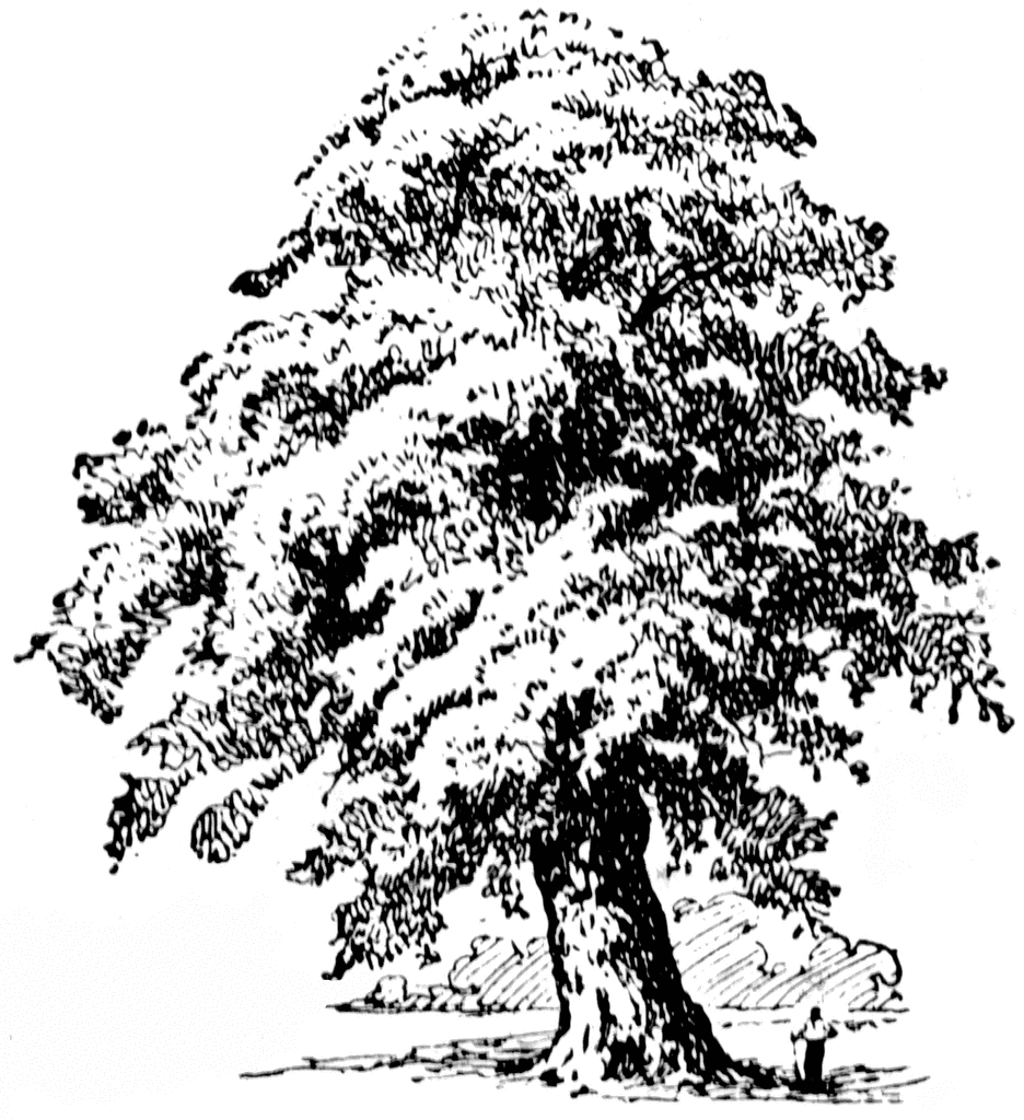 tree sketch clipart - photo #45
