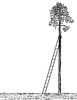 Ladder Leaning Against a Tree
