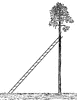 Ladder Leaning Against a Tree