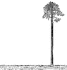 Palm Tree Perpendicular to Ground