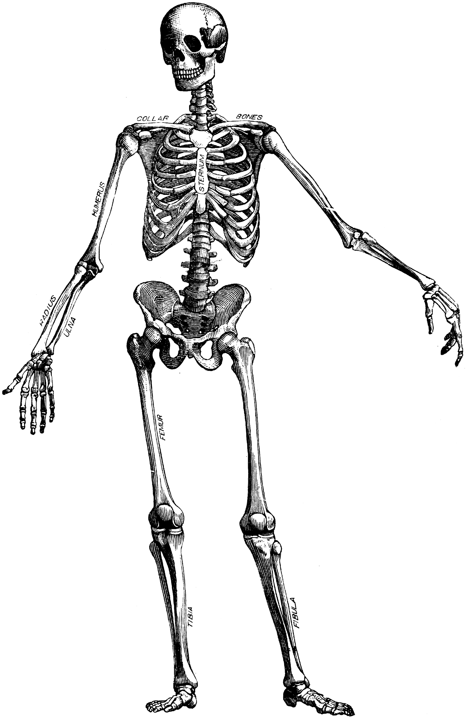 The Human Skeleton ClipArt ETC