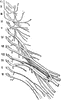 Cervical and Brachial Nerve Plexuses