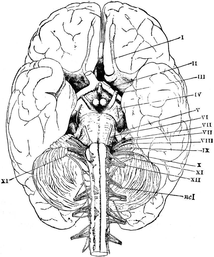 human brain clipart. Base of the Brain