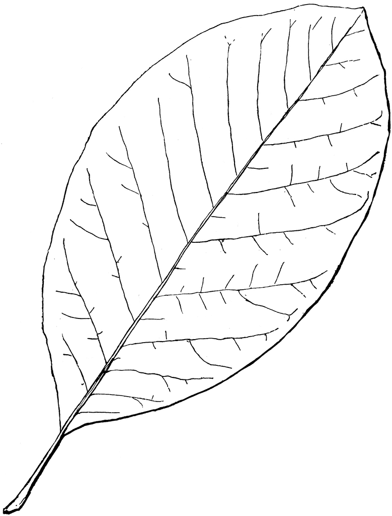 Genus Magnolia, L. (Magnolia) ClipArt ETC