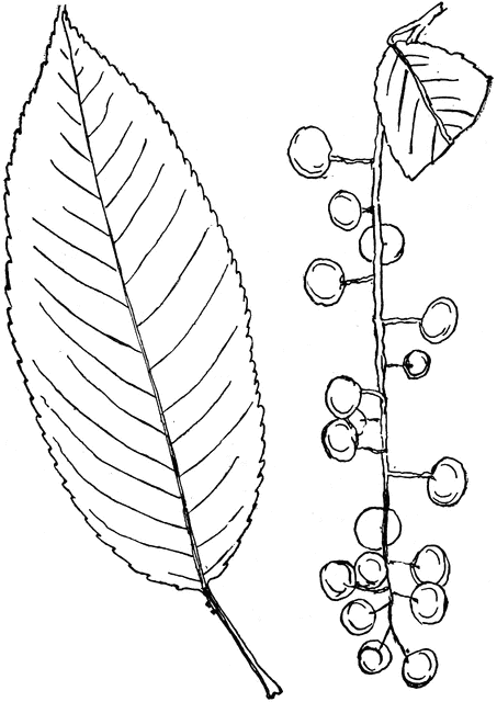 Genus Prunus L. (Cherry, Plum) | ClipArt ETC